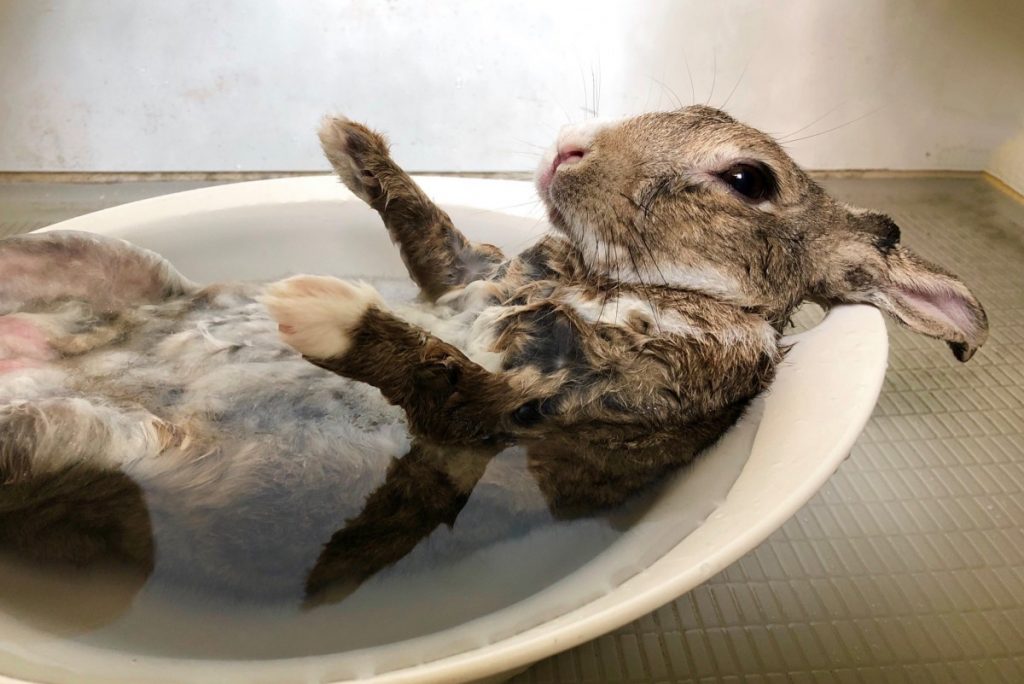 やさいいろパッケージにウサギがあちこちいる理由🐰