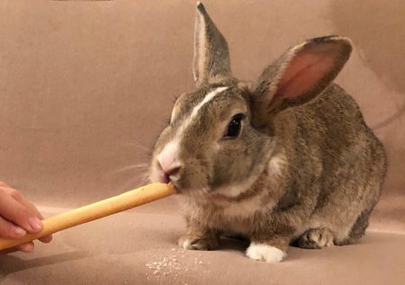 🐰ムクジ画像🐰ハロウィーン