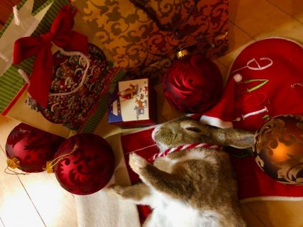 🐰ムクジ画像🐰クリスマス🎄