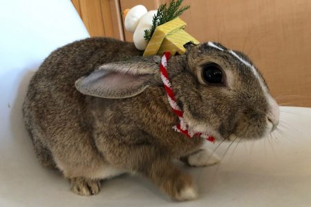 🐰ムクジ画像🐰新年のご挨拶🐰