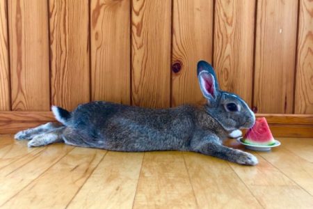 🐰ムクジ画像🐰暑中お見舞い🐰