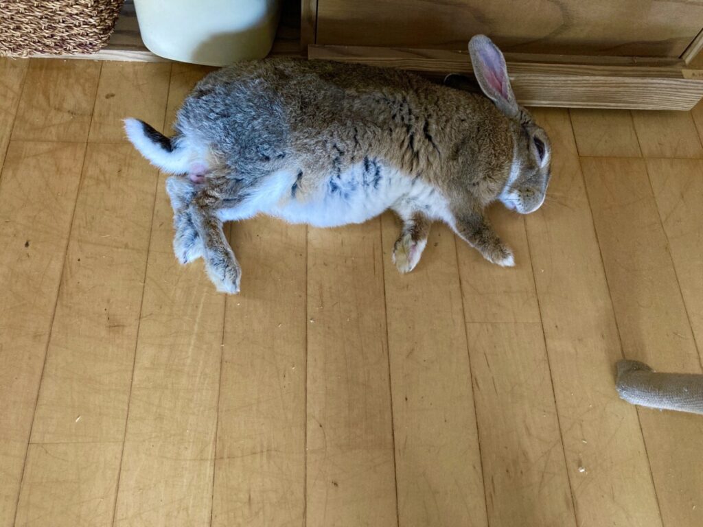 🐰ムクジ画像🐰残暑お見舞い🐰